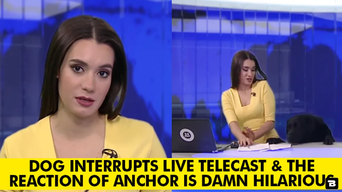 dog suddenly appears newsroom live