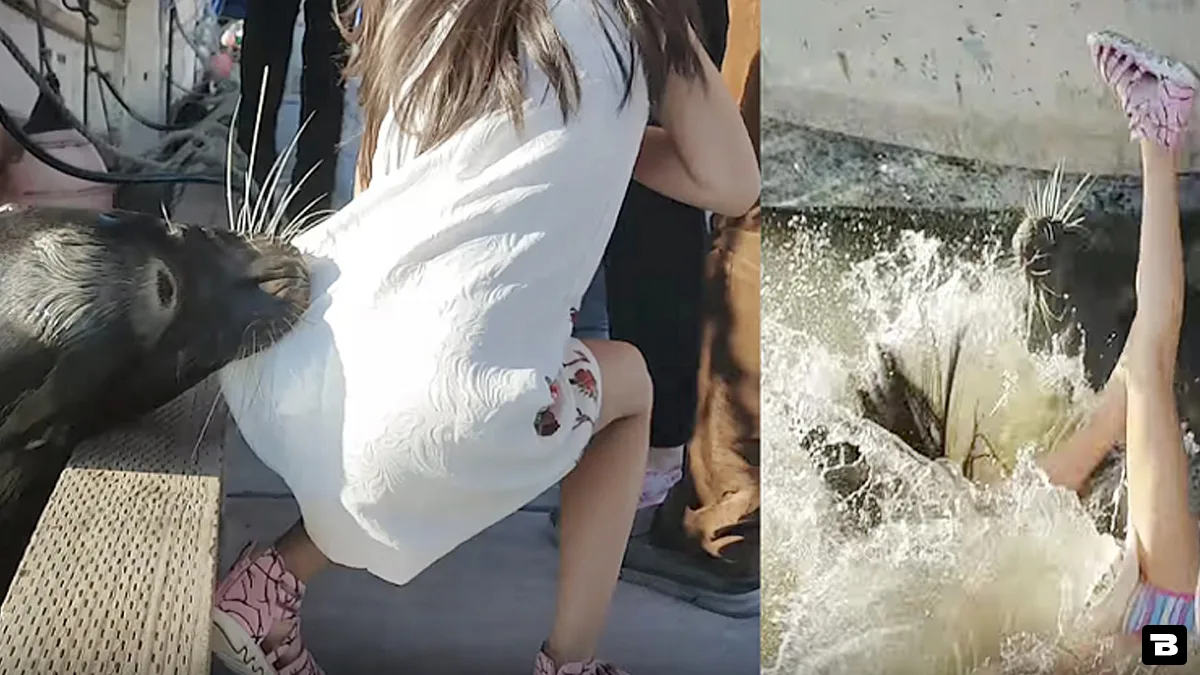 sea lion grabbed girl jaws