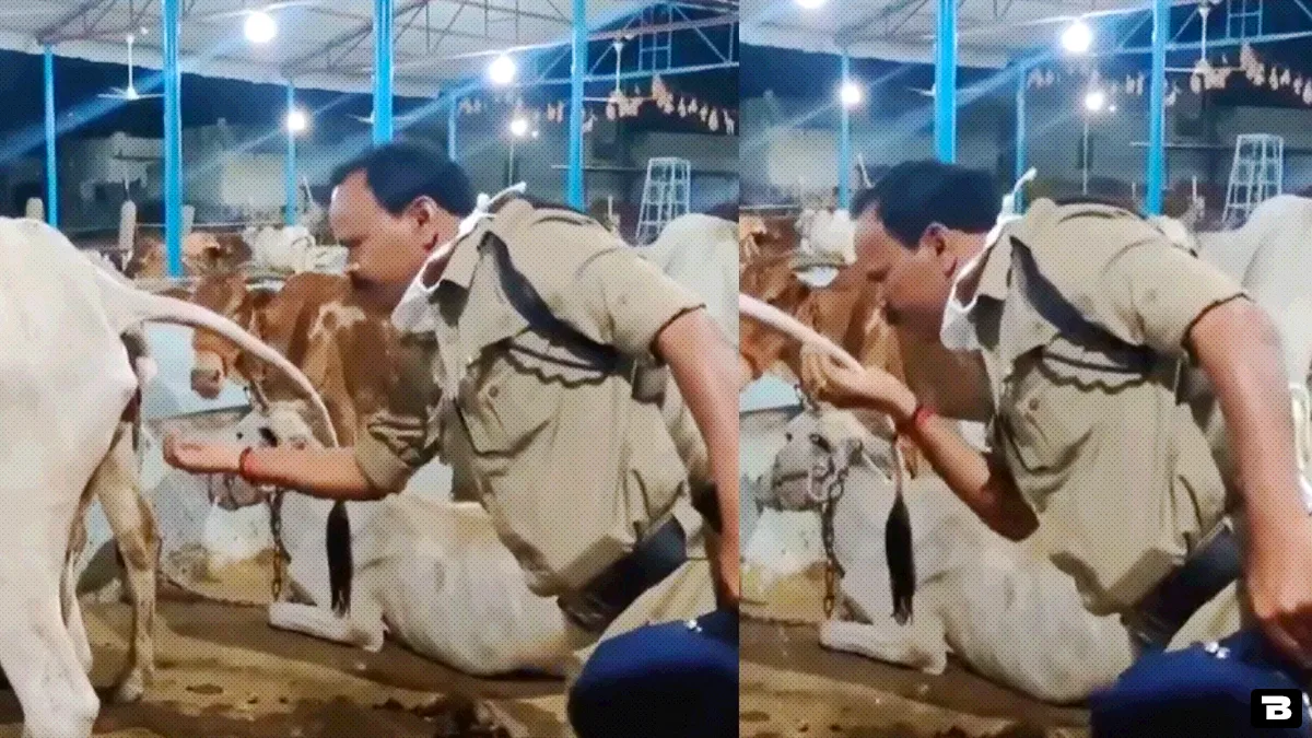 cop drinking cow urine like water