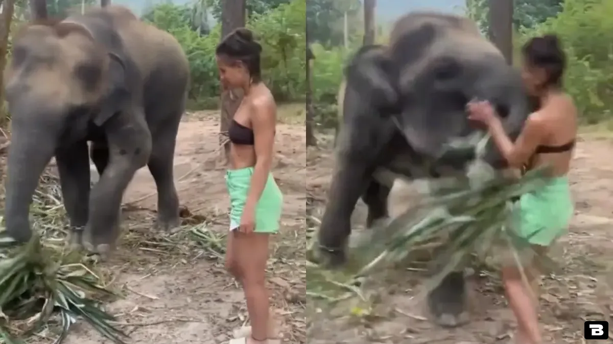 girl pushes her luck to the limit plays with elephants trunk