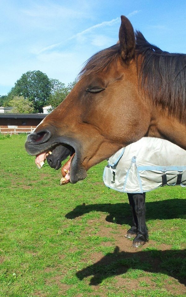 That's not an alien horse.