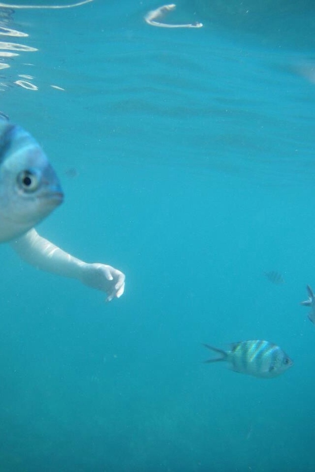 That's not an armed fish.
