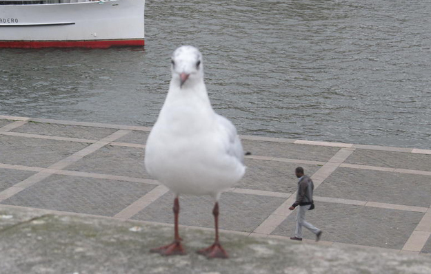 That's not a giant seagull.